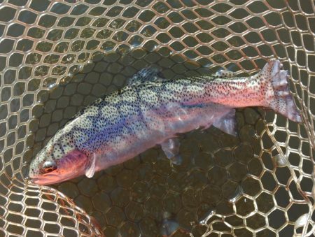 大安トラウトレイク釣果